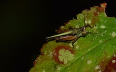 Scaria