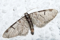 Eupithecia insigniata