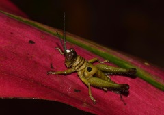 Ommatolampis perspicillata