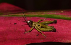 Ommatolampis perspicillata