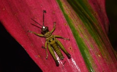 Ommatolampis perspicillata