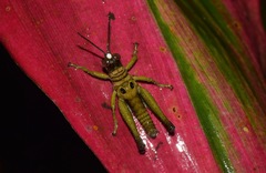 Ommatolampis perspicillata