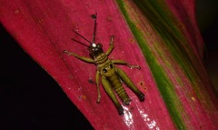 Ommatolampis perspicillata