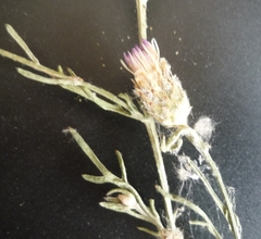 Centaurea borysthenica