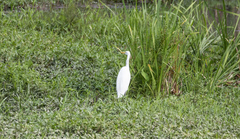 Ardea alba
