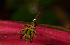 Ommatolampis perspicillata