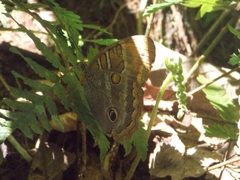 Opoptera syme