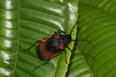 Hileolaspis aurata