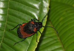 Hileolaspis aurata