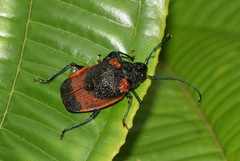 Hileolaspis aurata