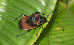Hileolaspis aurata