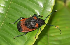 Hileolaspis aurata