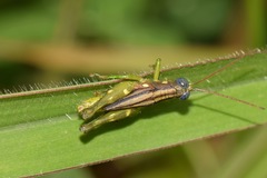 Syntomacris guttulosa