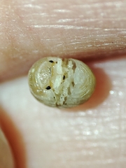 Armadillidium album