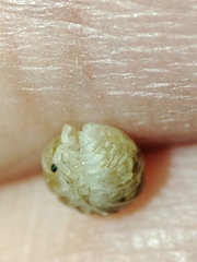 Armadillidium album