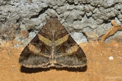 Melipotis perpendicularis