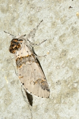 Furcula scolopendrina