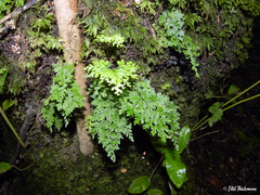 Asplenium dareoides