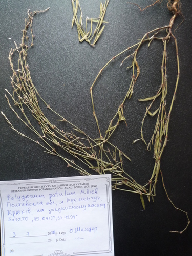 Bellard's smartweed (Polygonum patulum)