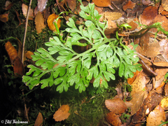 Asplenium dareoides