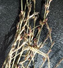 Polygonum patulum