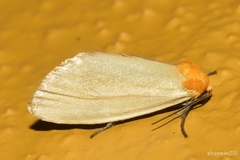 Chrysoecia thoracica
