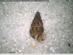 Cochlostoma septemspirale