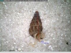 Cochlostoma septemspirale