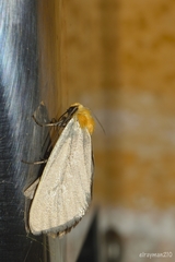 Chrysoecia thoracica