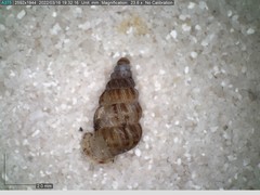 Cochlostoma septemspirale