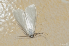 Schoenobiinae