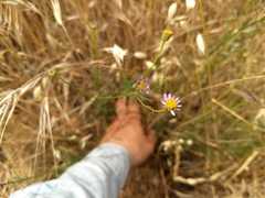 Erigeron foliosus