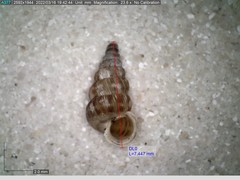 Cochlostoma septemspirale