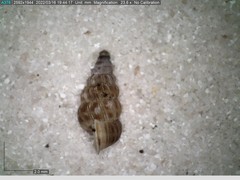 Cochlostoma septemspirale