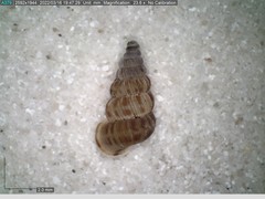 Cochlostoma septemspirale