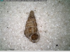 Cochlostoma septemspirale