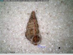 Cochlostoma septemspirale