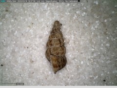 Cochlostoma septemspirale