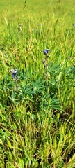 Lupinus bicolor