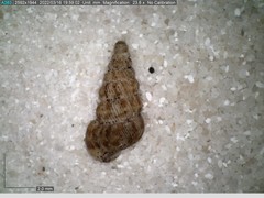 Cochlostoma septemspirale