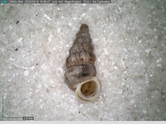 Cochlostoma septemspirale