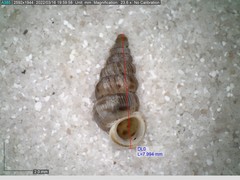 Cochlostoma septemspirale