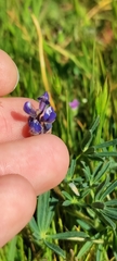 Lupinus bicolor