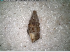 Cochlostoma septemspirale