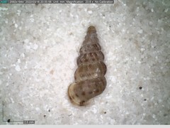 Cochlostoma septemspirale