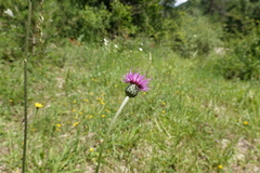 Cirsium tuberosum