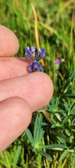 Lupinus bicolor