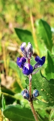 Lupinus bicolor
