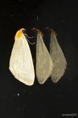 Chrysoecia thoracica
