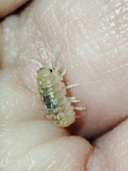 Armadillidium album